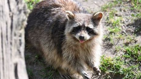 Sankt Peter-Ording: Waschbär entkommt Dieben bei Einbruch in Tierpark
