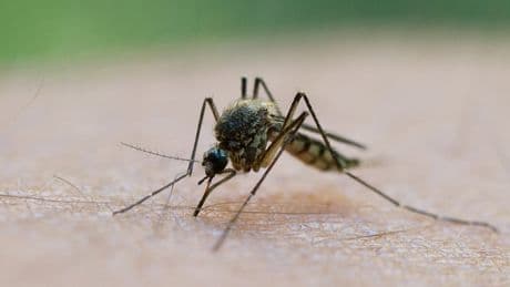 Zahlen auf Rekordhoch - Immer mehr Krankheitsfälle durch Mücken