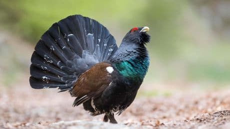 Police patrol national park to help protect endangered capercaillies