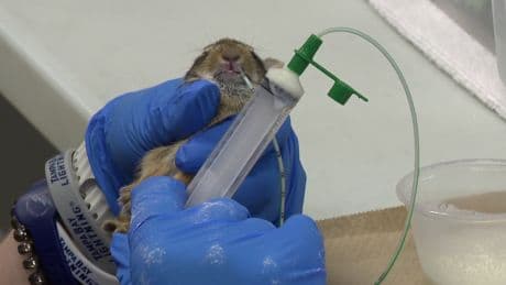 ‘Literally just non-stop’: B.C. wildlife rescue says it’s overwhelmed and under resourced
