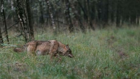 Europees Parlement stemt in met versnelde procedure over afschieten wolf
