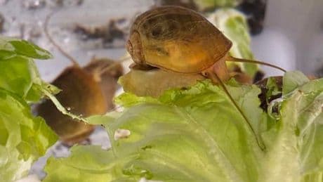 Scientists study snail that can grow its eyes back in hope of helping humans with eye injuries
