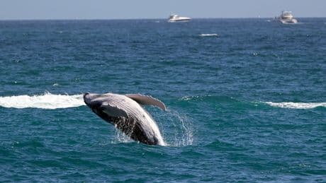 Scientists work to understand why dozens of whales have recently died in the San Francisco Bay Area