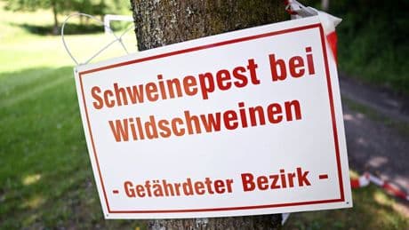 Neue Funde: Schweinepest: Drei weitere tote Frischlinge entdeckt