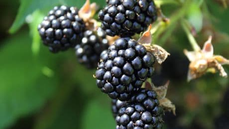 Apple's 'BlackBerry Moment'