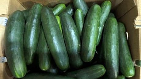 Cucumber recall linked to salmonella outbreak sickening dozens across 15 states — including NY