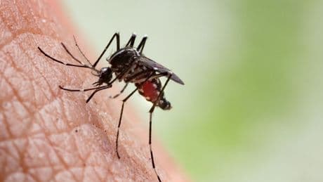 DSÖ "salgına dönüşebilir" uyarısında bulunmuştu: "Chikungunya" virüsü açıklaması