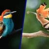 Kleurrijke vogels door klimaatverandering steeds vaker in Nederland te zien