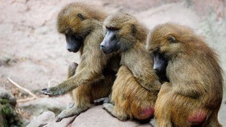 Paviane: Peta: Mehrheit gegen Affentötung