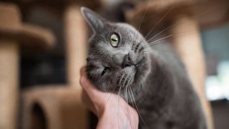 Haustiere verstehen - So sagen Katzen „Ich liebe dich!“