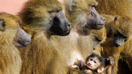 Nürnberg: Deutscher Zoo will bis zu 20 Paviane erschießen