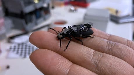 Creepy, futuristic ‘cyborg’ beetles may help rescue victims of natural disasters, scientists say