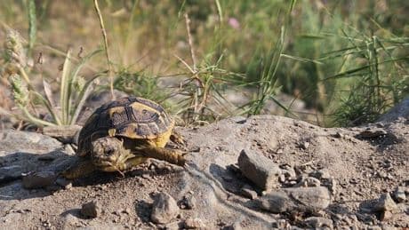 Liberan más de 300 tortugas mediterráneas este año en tres parques naturales catalanes