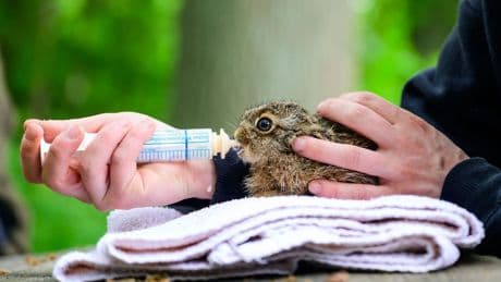 Tierschutz: Wildtierhilfe Lüneburger Heide: 400 Tiere, wenig Personal