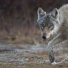 Europees Parlement stemt eerder over verlaging status van de wolf