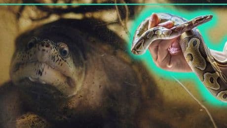 Schlangen, Schildkröten, Sugar Glider: Sind diese Haustiere erlaubt und welche Probleme gibt es? – Podcast