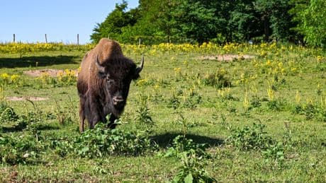 Tierischer Polizeieinsatz: Junge Bisons entlaufen - Großeinsatz in der Oberpfalz