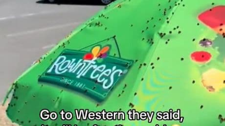 Huge swarm of LADYBIRDS hits Britain in largest sighting since 1976 – with baffled Brits forced to hide in their cars