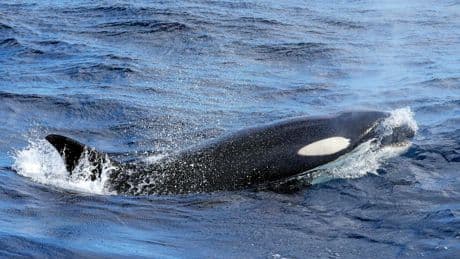 « C’est une hérésie » : la loi sur la maltraitance animale dans l’impasse
