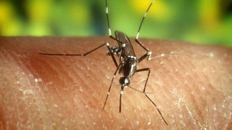 West Nile, donna morta a Roma: Filomena Giovangiulio era ricoverata con febbre alta. Sei casi nel Lazio, 2 pazienti gravi a Latina