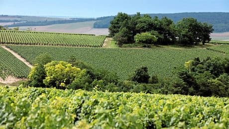 Œnotourisme : une journée dans le vignoble de l’Yonne