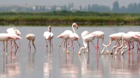 A new pest threatens Italy’s risotto dish: the flamingo