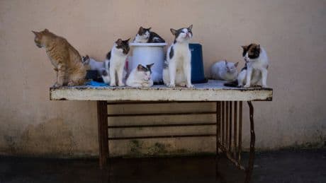 Cuban animal lovers struggle to feed stray cats and dogs as economic crisis bites