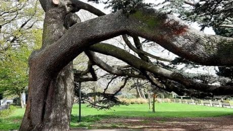 Chalkwell Park tree was 'propped up by metal poles' before collapsing and crushing girl, 7, to death