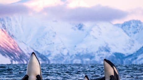 Norwegian nature: Enjoy wild, wonderful adventures on a safari-at-sea