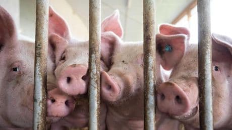 Tierhaltung: Bundestag verschiebt Start von staatlichem Tierhaltungslogo