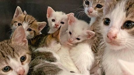 Ruim 40 katten gevonden in Amsterdamse woning: ’Ze zaten overal verstopt’
