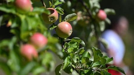 Gesund alt werden: Diese Lebensmittel können dabei helfen