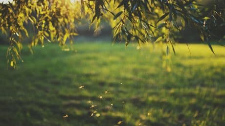 Juckreiz stoppen: Dieses Hausmittel hilft gegen Insektenstiche