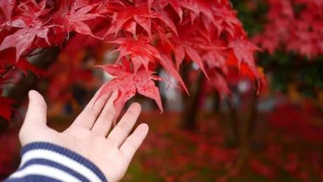 Multi-pack of 'magnificent' Japanese maples that brighten up gardens plummets to half price
