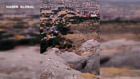Elazığ'da dağ keçileri görüldü