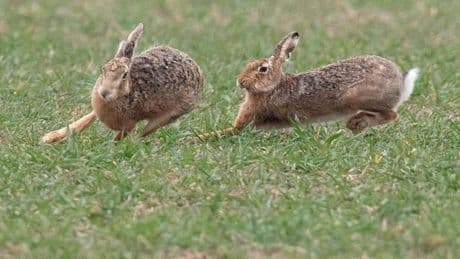 Wildtiere: Hessens Hasen sind in guter Verfassung