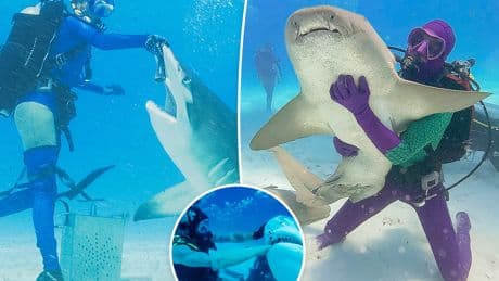 ‘Shark Week’ and ‘Sharkfest’ execs reveal how sharks took over summer TV – and if there’s a rivalry