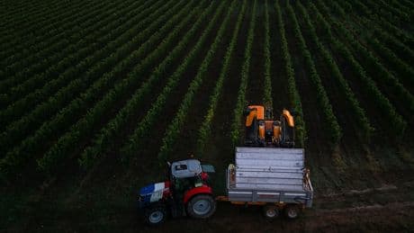 Dans le vignoble bordelais, des cépages résistants réinventent la viticulture face au changement climatique