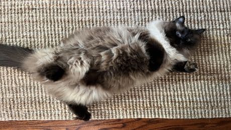 Krallenalarm: Warum du den Katzenbauch besser in Ruhe lässt