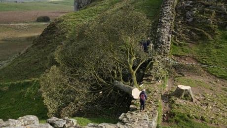 Deux hommes condamnés à quatre ans de prison pour avoir abattu l’arbre le plus célèbre d’Angleterre