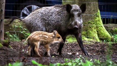 Berlin: "Amy Schweinhouse" – Wildschweine am Tegeler See benannt