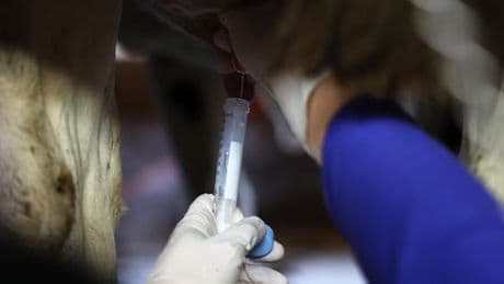 Comment la grippe aviaire s’est propagée dans les élevages de vaches laitières américains