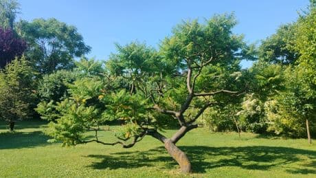 Laut Experten: Warum diese Gartenpflanze plötzlich ein Problem ist