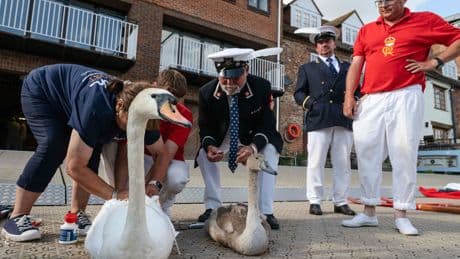Inside the centuries-old swan census ordered by King Charles III