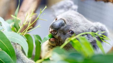 Zoo Duisburg in Trauer: Irwin ist tot: Ältester Koala Europas wurde 17 Jahre alt