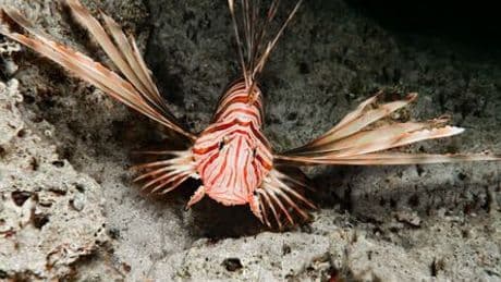 Feuerfisch, Stechrochen, Petermännchen: Gefährliche Tiere in Nordsee, Ostsee und Mittelmeer