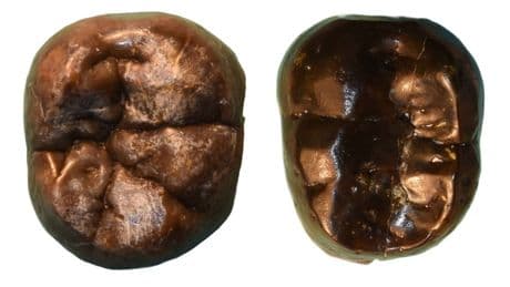 Two-million-year-old teeth transform theory of prehistoric human evolution