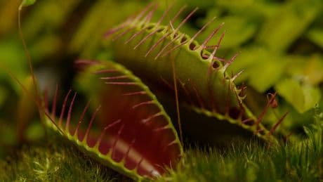 La planta que se alimenta y acaba con los insectos de casa al mismo tiempo