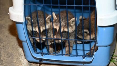 Süße Rettung - Feuerwehr hilft verirrten Waschbär-Babys