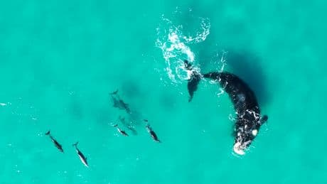 Groundbreaking study reveals whales and dolphins regularly play with each other